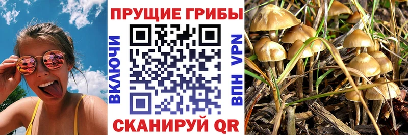 Галлюциногенные грибы Psilocybine cubensis  Бирюсинск 